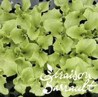 jardins-alternatifs-grenoble2767150