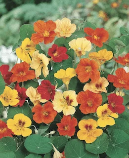 jardins-alternatifs-grenoble2767494