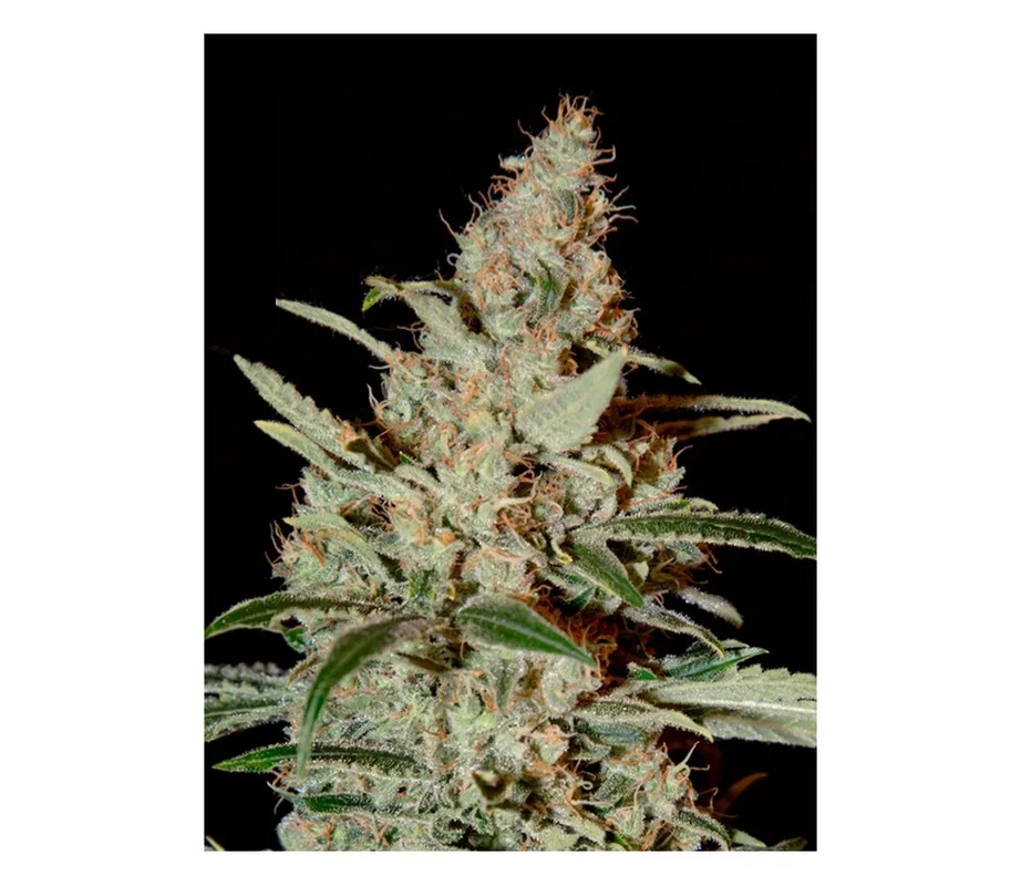 lahuertagrowshop2652521