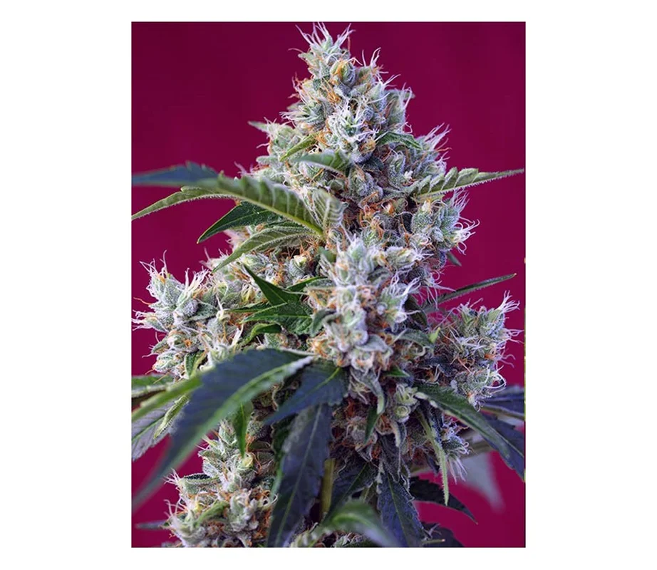 lahuertagrowshop2670985