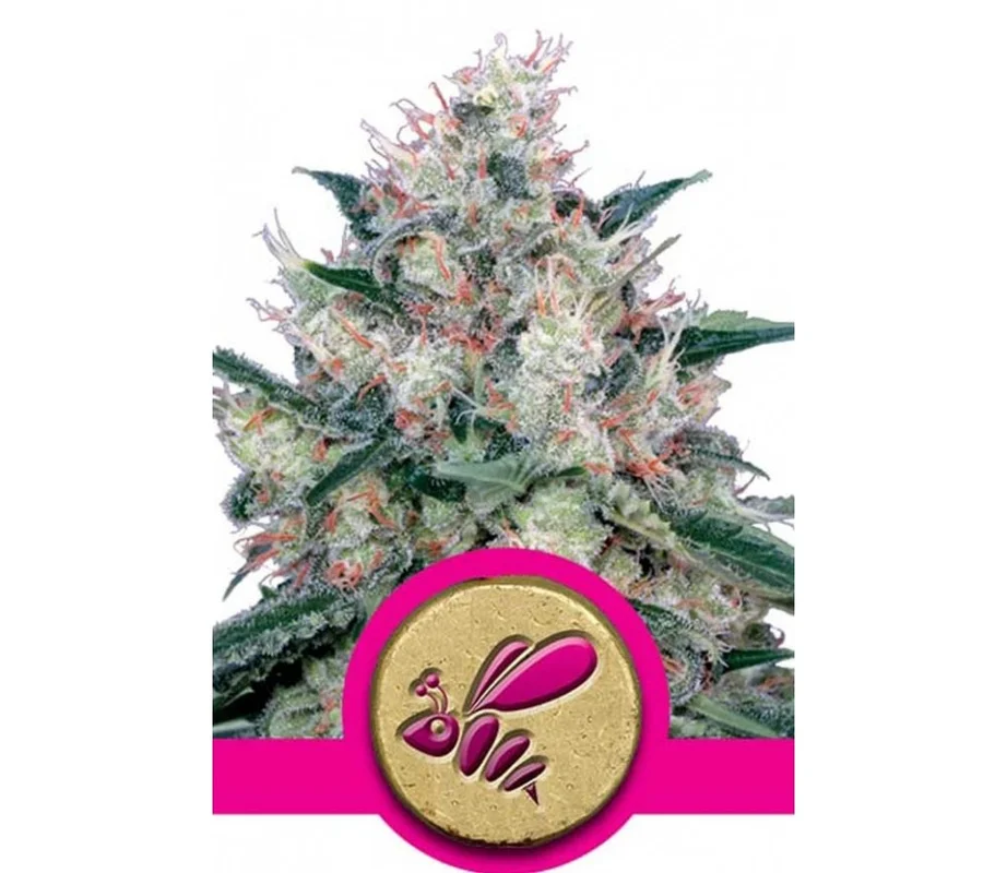 lahuertagrowshop2671752