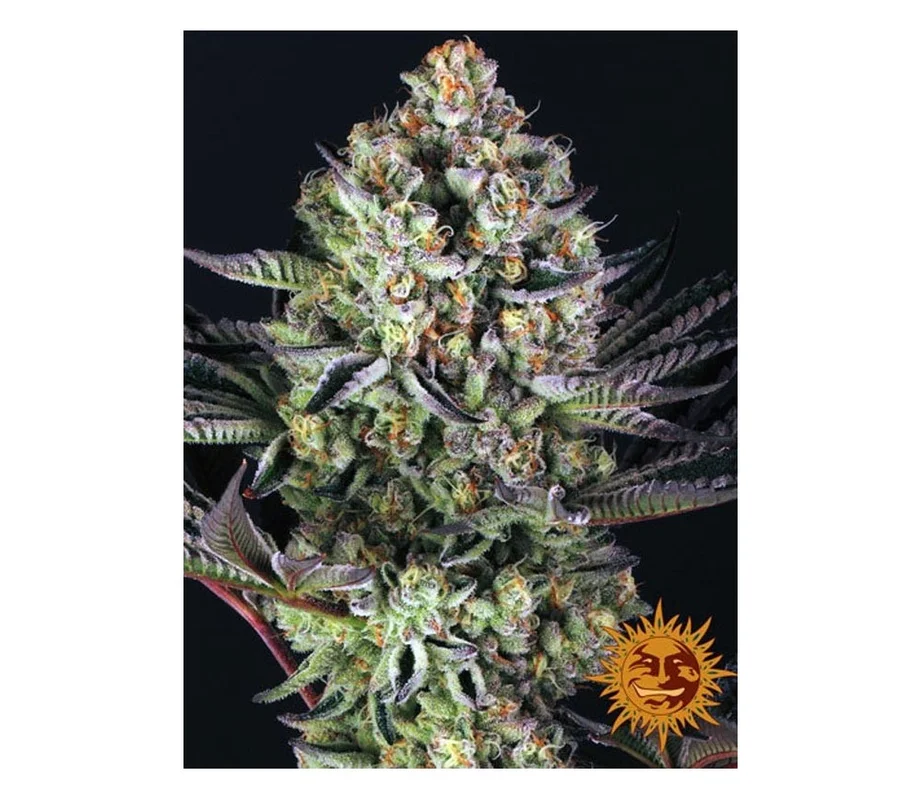 lahuertagrowshop2690907