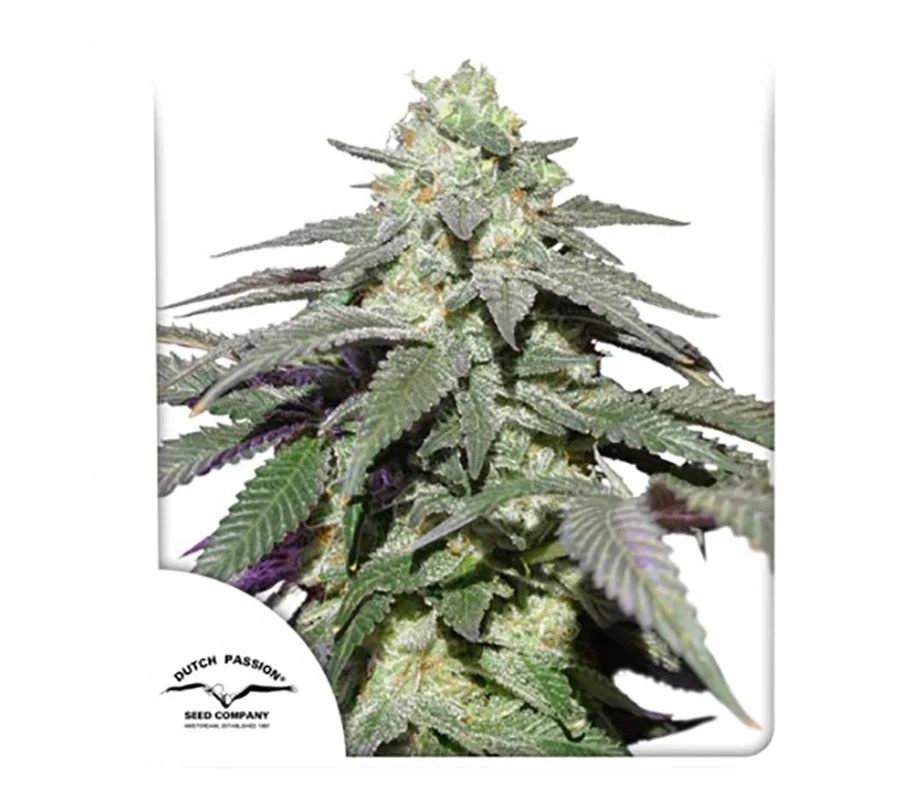 lahuertagrowshop2700386