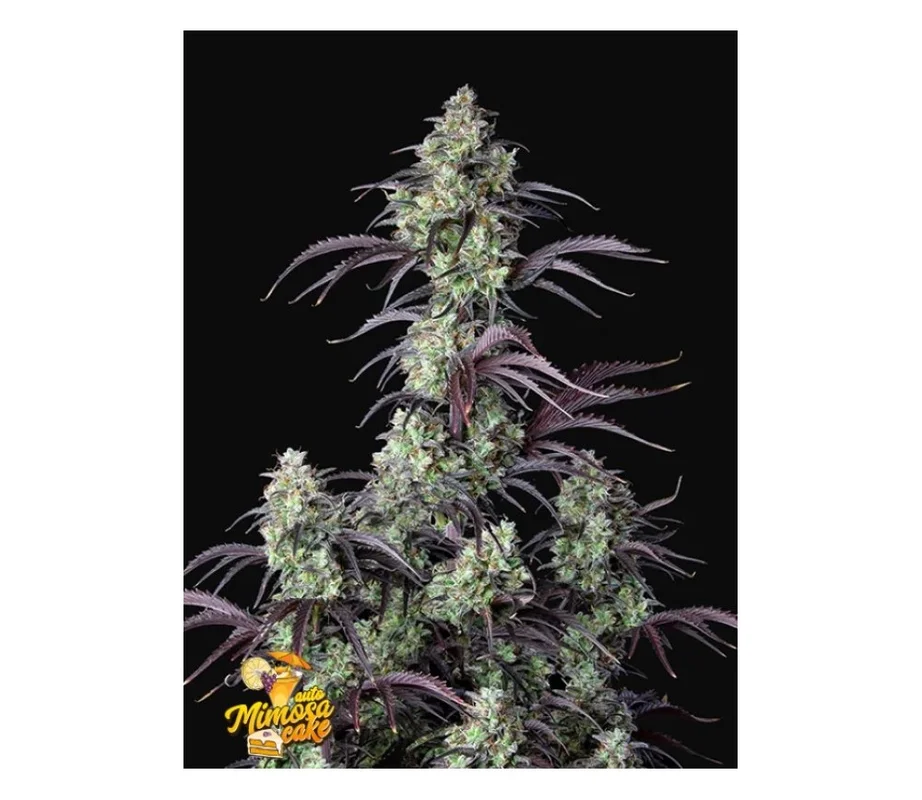 lahuertagrowshop2702116