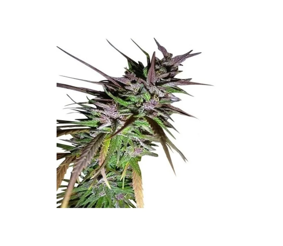 lahuertagrowshop2704525