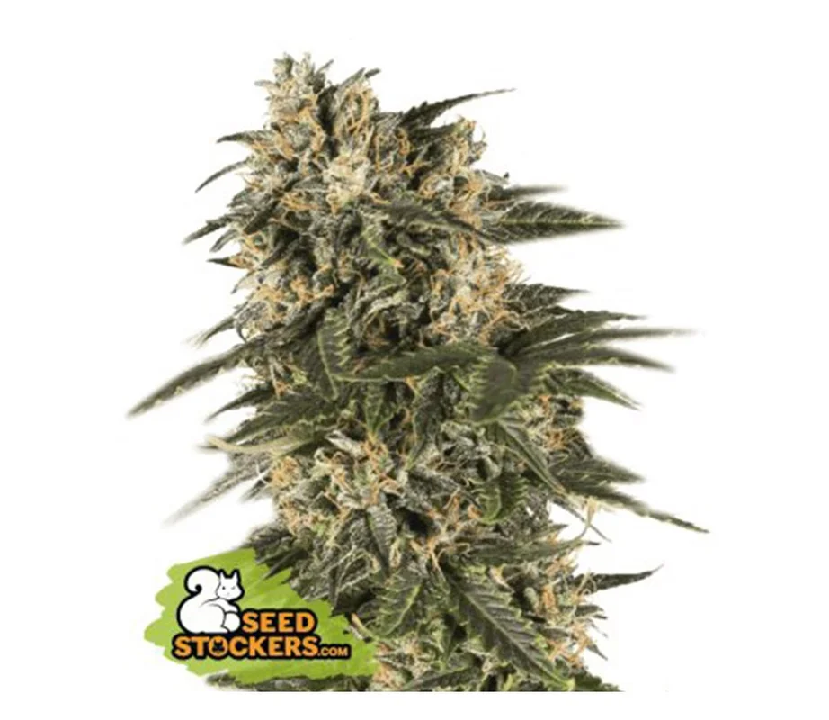 lahuertagrowshop2714104