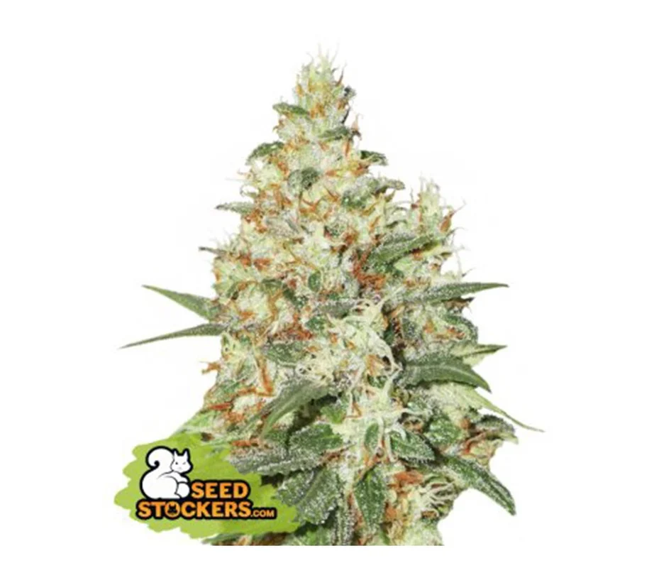 lahuertagrowshop2714138