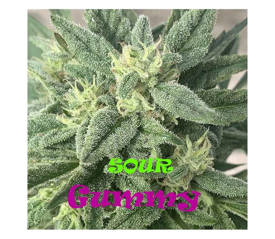lahuertagrowshop2772582