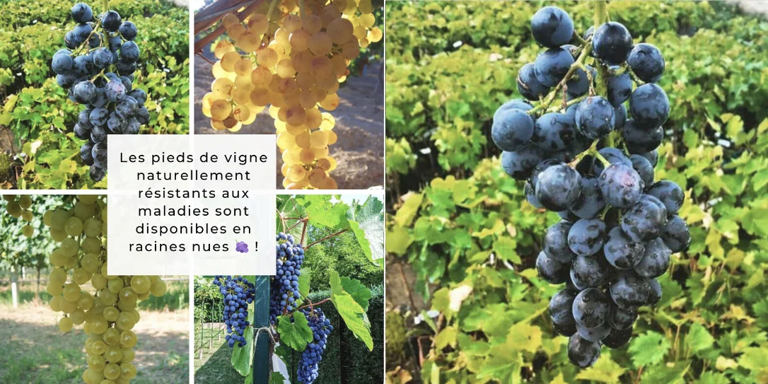 plantezcheznous2709270