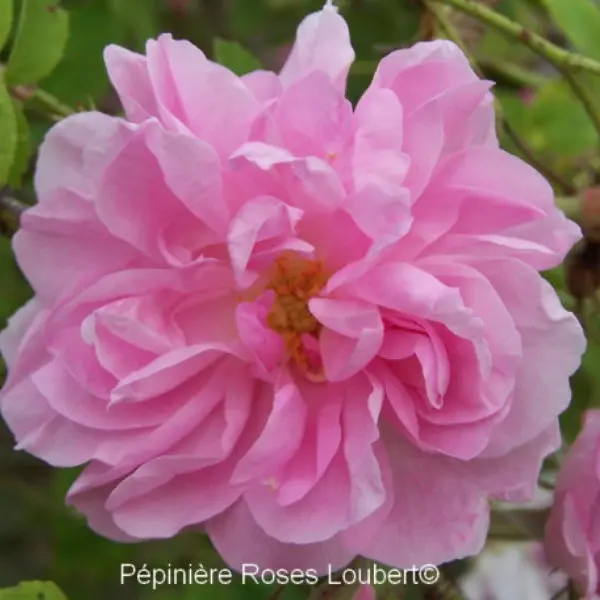 plantezcheznous2709675