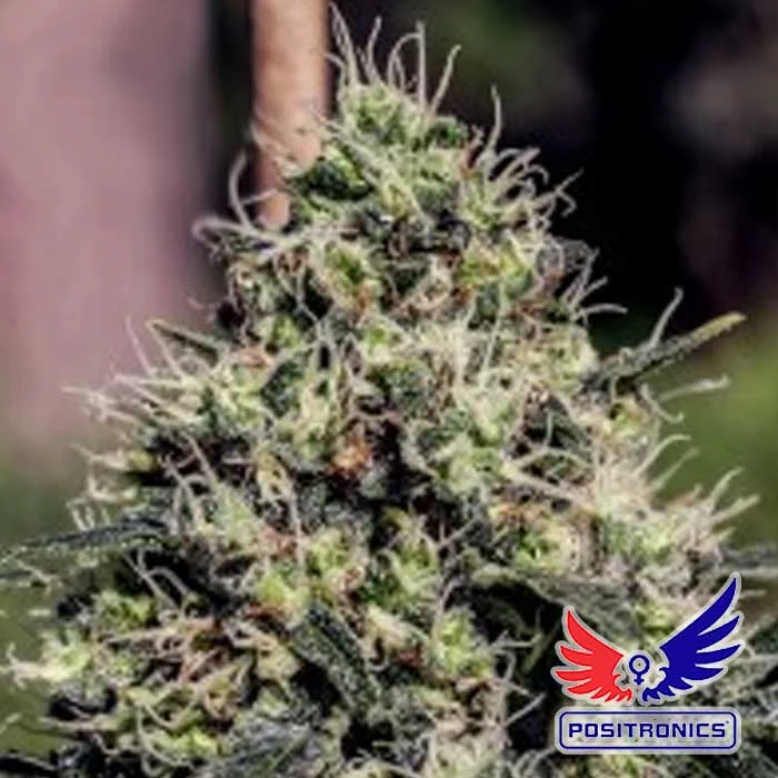 saltonverde2760584