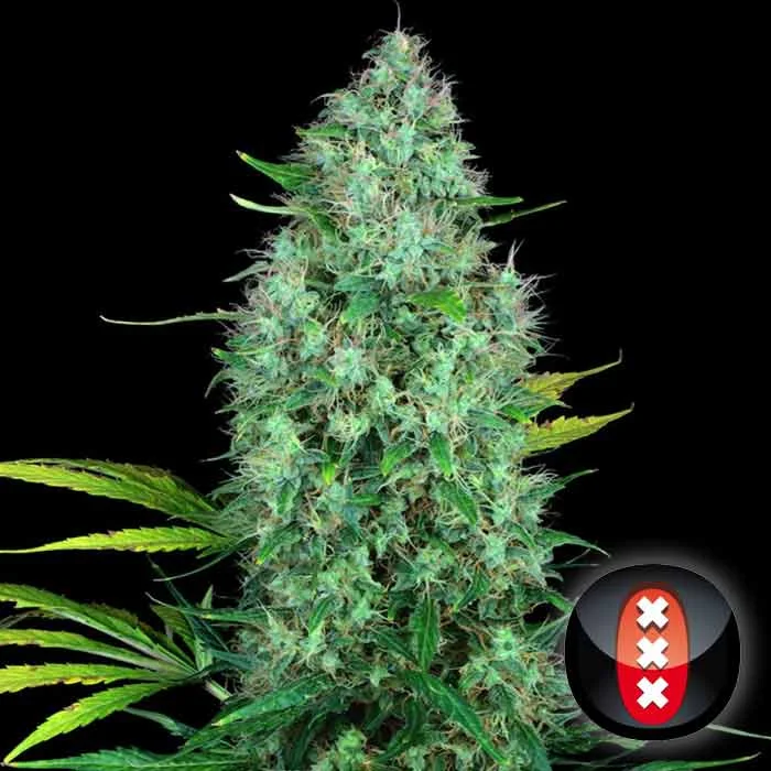 saltonverde2761914