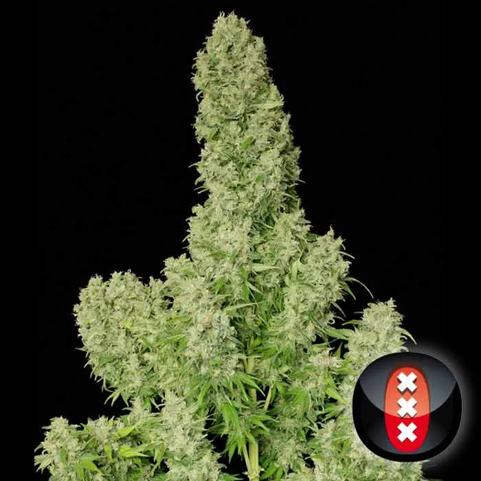 saltonverde2762002