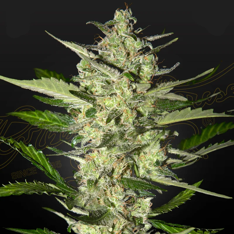 saltonverde2762943