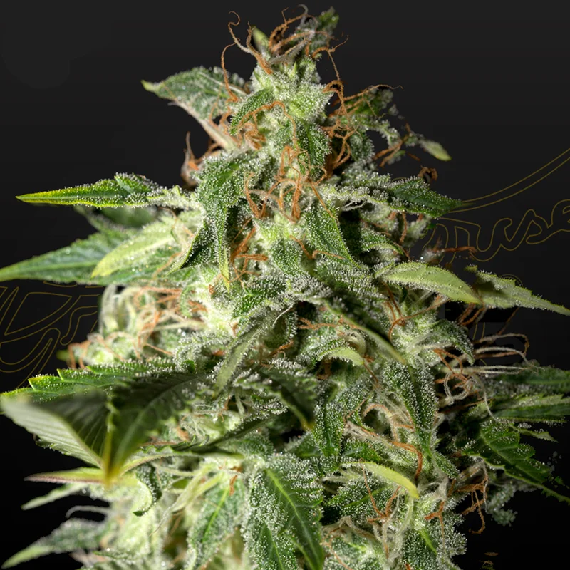 saltonverde2762958