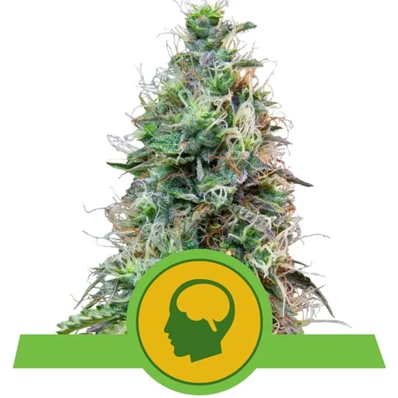 saltonverde2763175