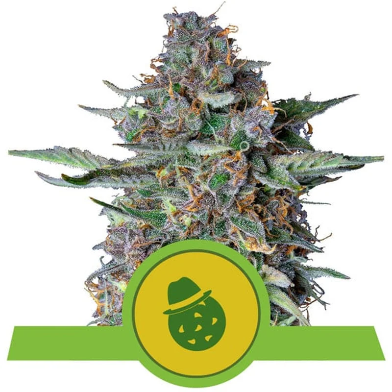saltonverde2763232