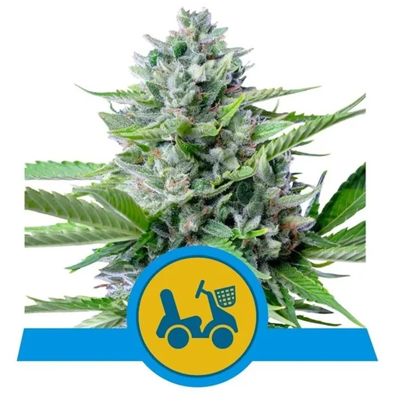 saltonverde2763282