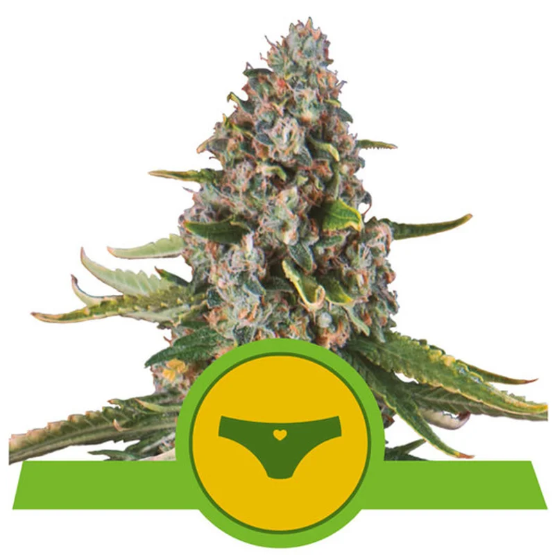 saltonverde2763427
