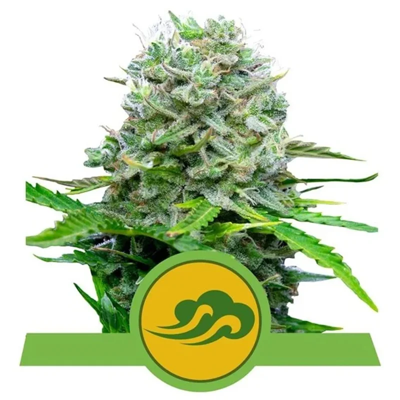 saltonverde2763499