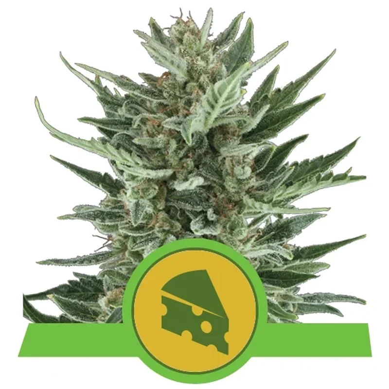 saltonverde2763514