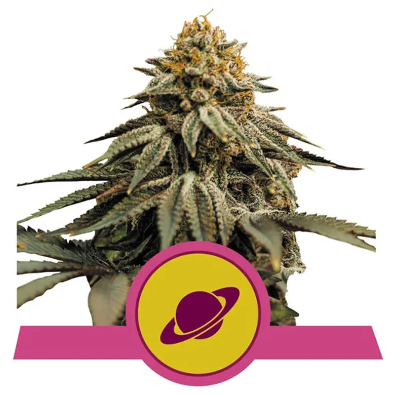 saltonverde2763922