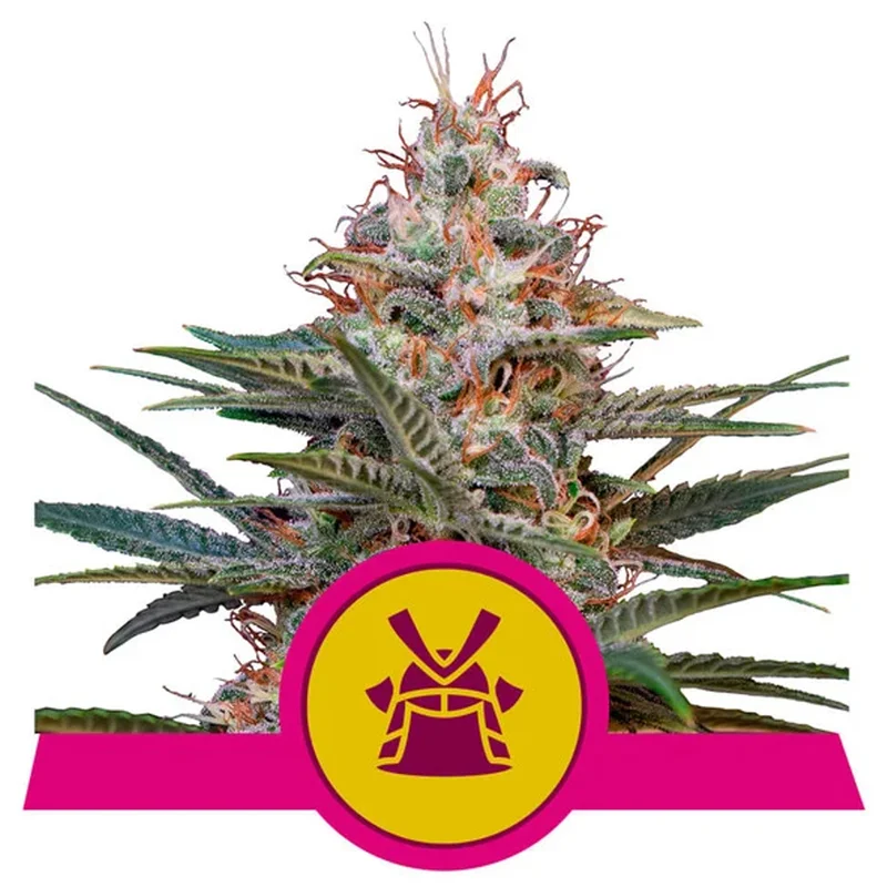saltonverde2763970