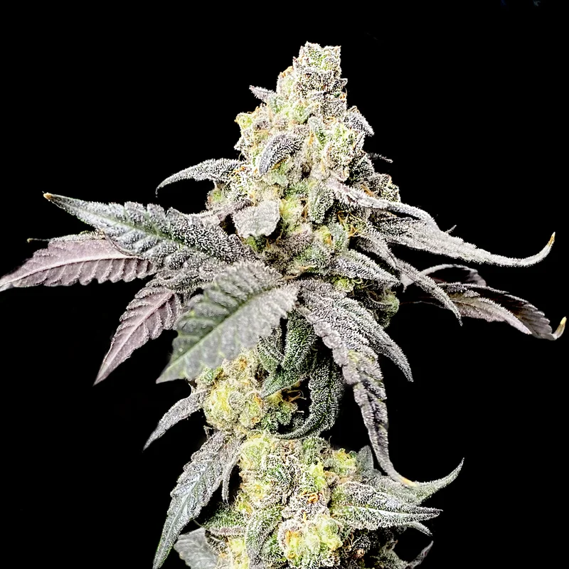 saltonverde2766505