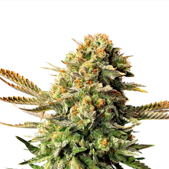 saltonverde2767337