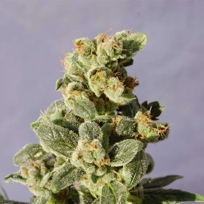 saltonverde2767450