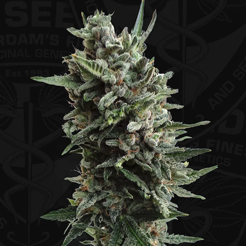 saltonverde2768756