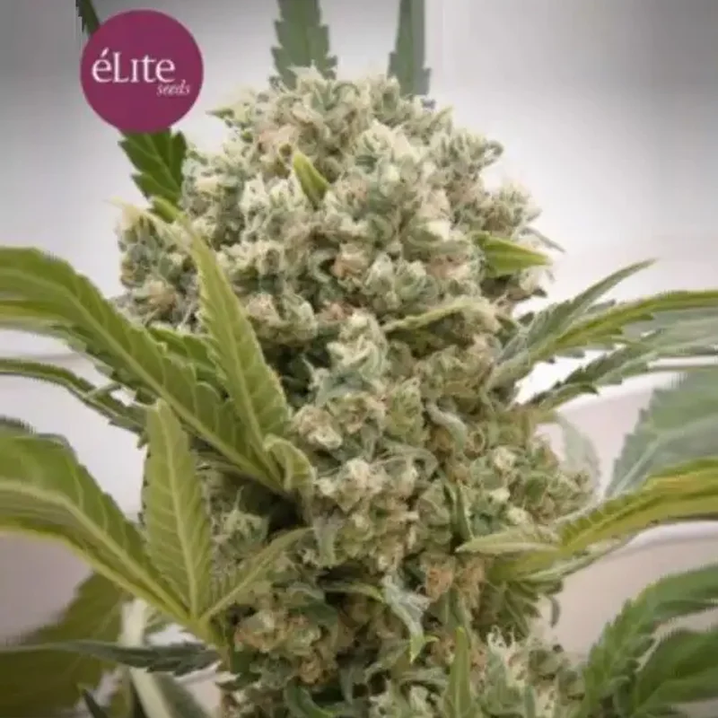 saltonverde2770849