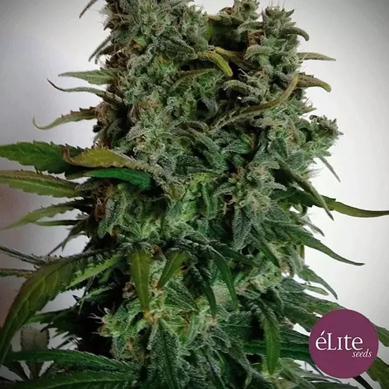 saltonverde2770875
