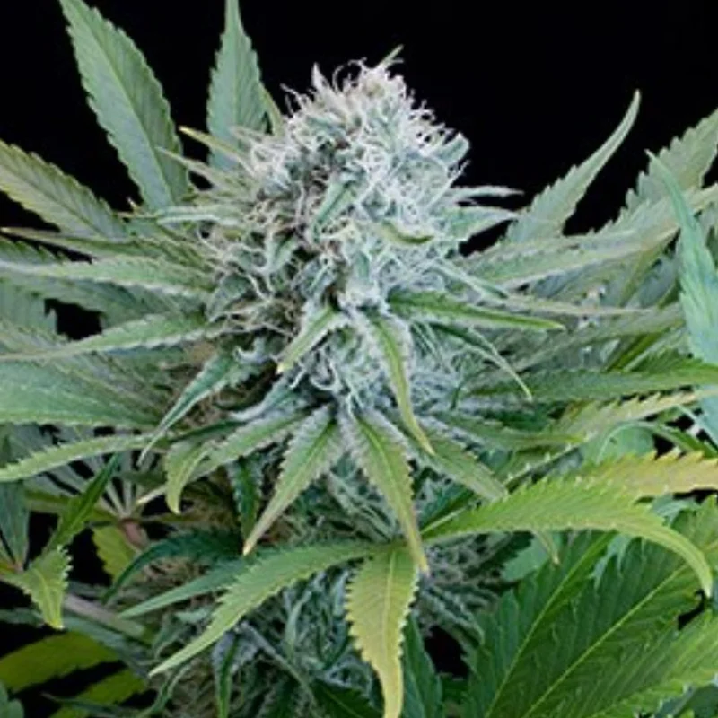 saltonverde2771822