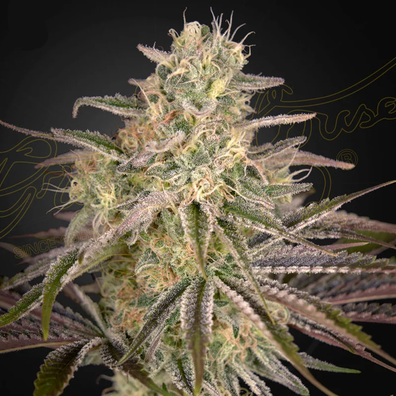 saltonverde2772123