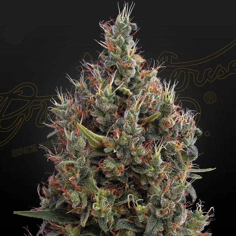 saltonverde2772147