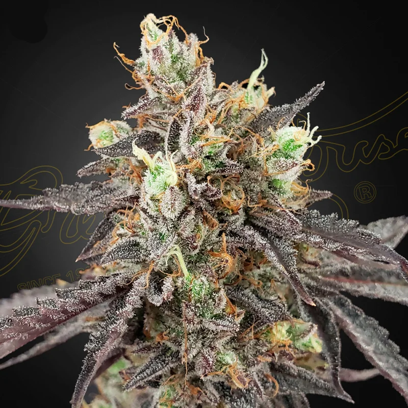 saltonverde2772163