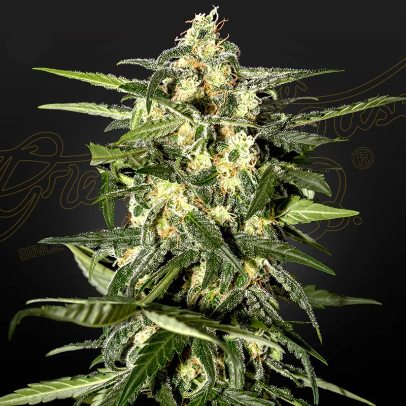 saltonverde2772204