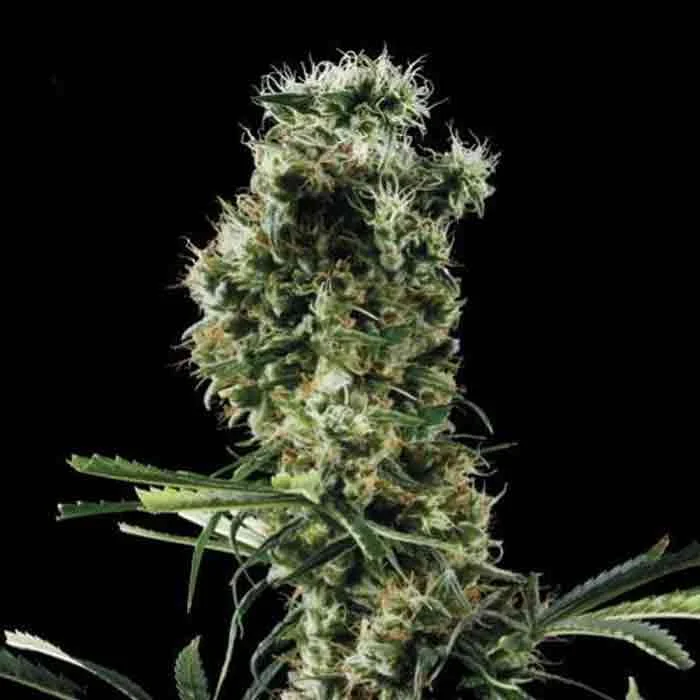 saltonverde2772257
