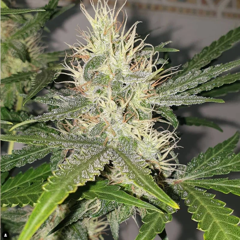 saltonverde2773105