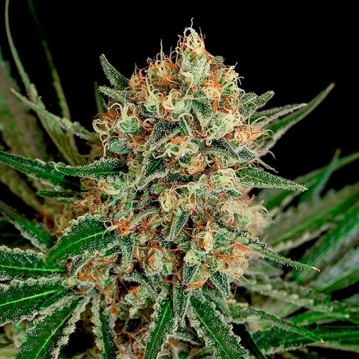 saltonverde2773470
