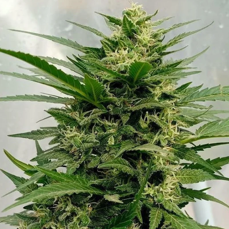 saltonverde2775434