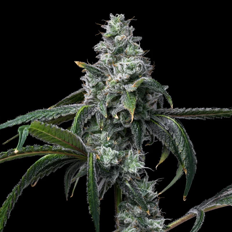 saltonverde2776359