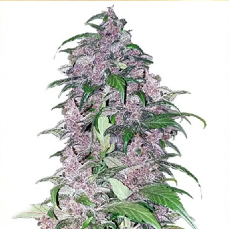 saltonverde2776686