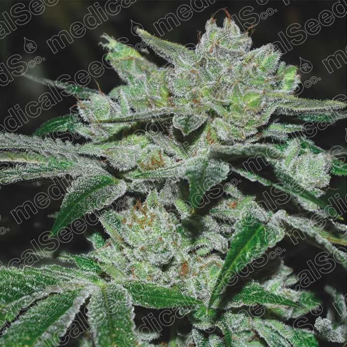 saltonverde2776868