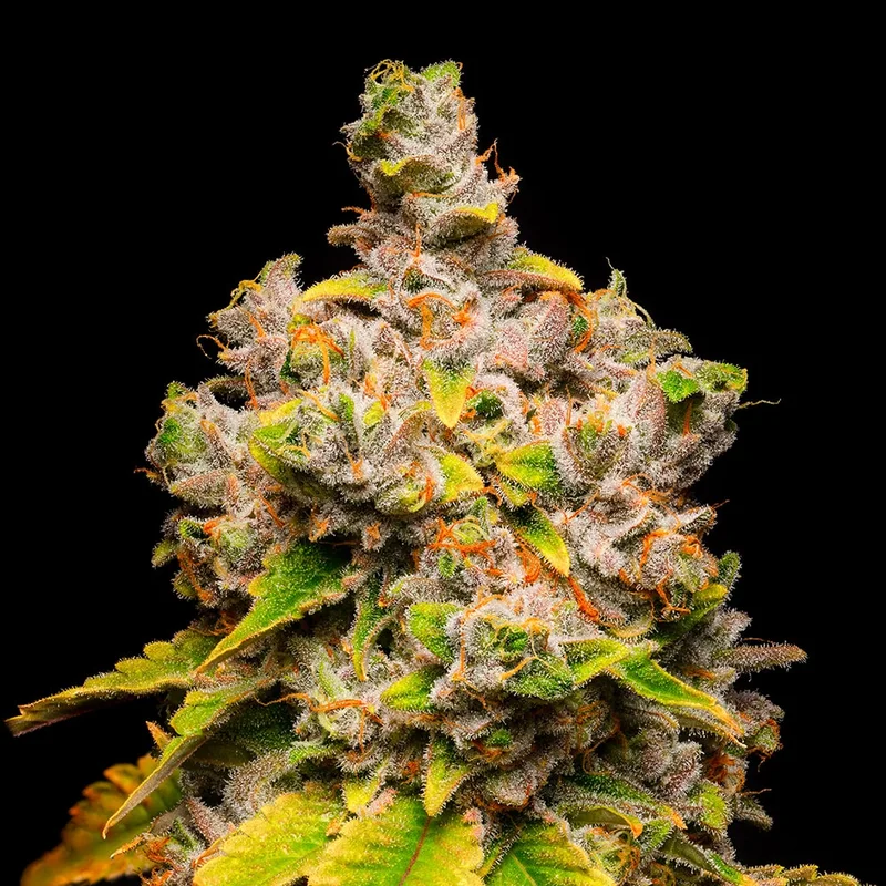 saltonverde2777054