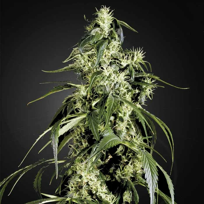 saltonverde2784283