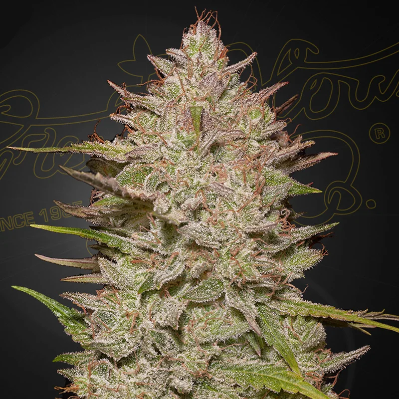 saltonverde2784302