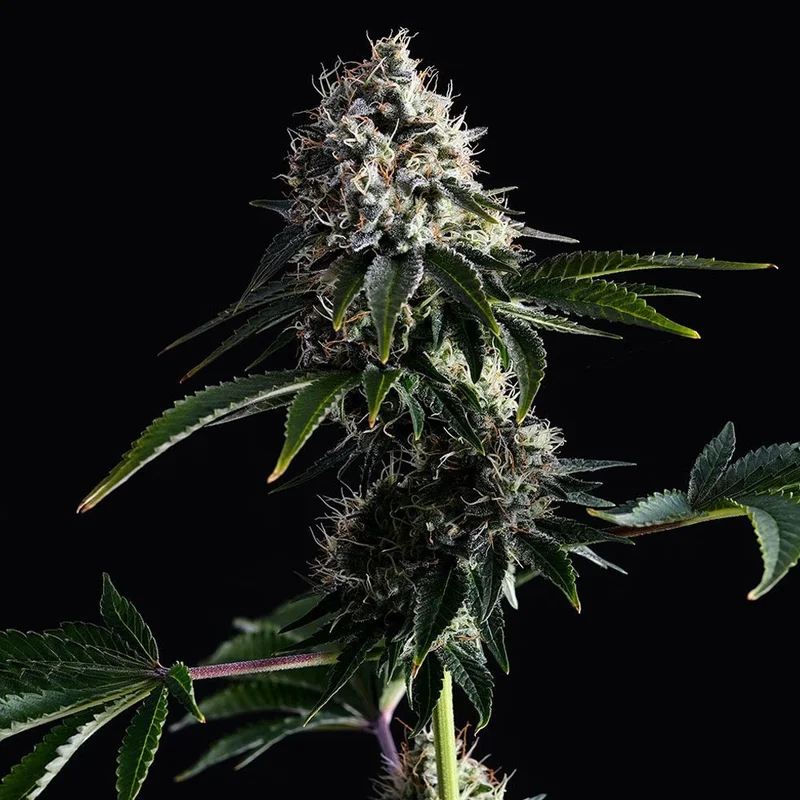 saltonverde2786740