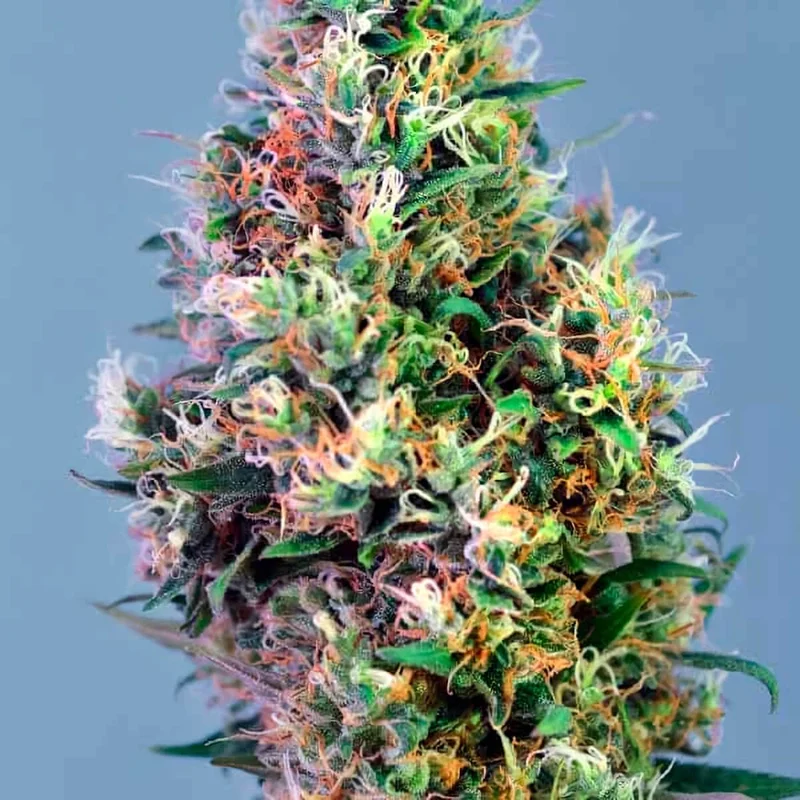 saltonverde2787203